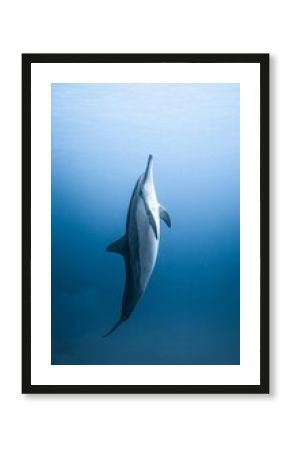 Underwater Wildlife World