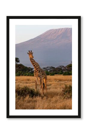 A lone giraffe in front of the Kilimanjaro