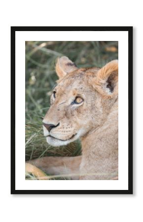 Masai Mara Lion on a safari in Africa