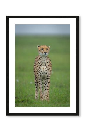 Female cheetah stands on grassland staring ahead