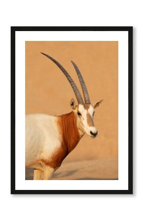 Portrait of an endangered scimitar-horned oryx (Oryx dammah), North Africa.