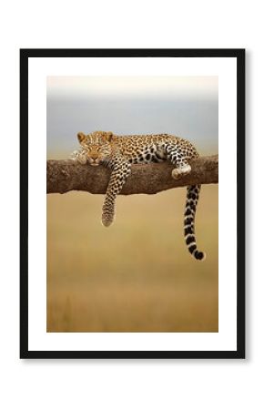 Leopard resting on a tree branch in the African wilderness