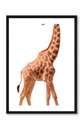 PNG Giraffee animal wildlife mammal.