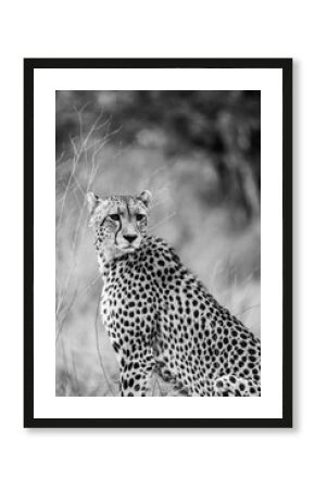 Wild cheetah portrait in safari savanna africa black and white photo