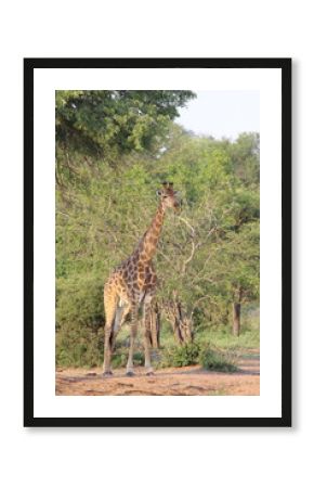 Girafe en safari