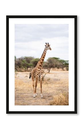 A photo of a giraffe taken in Tanzania during a safari trip.  