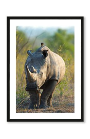 Rhino, reserve and wildlife destination in jungle, safari location and animal in natural habitat. Outdoor, ecosystem and indigenous in Africa for protected species, endangered mammal and environment