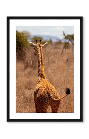Giraffe of an African safari