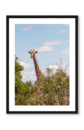 Giraffe of an African safari