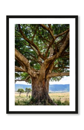 Closeup of ancient fig tree, over 300 years old, growing on the savanna in the Maasai Mara National Reserve, African adventure safari in Kenya 