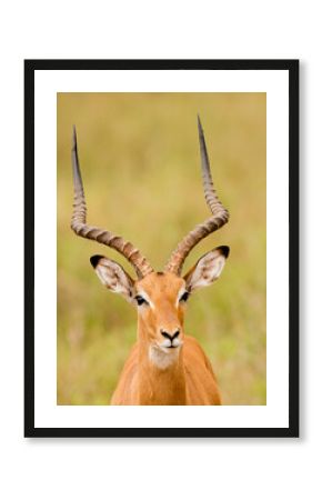 Closeup of Impala (Aepyceros melampus) in the Tarangire National park, Tanzania