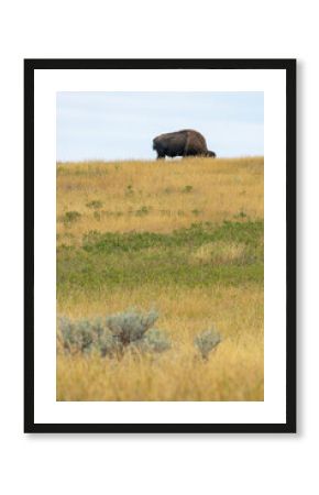 Bison