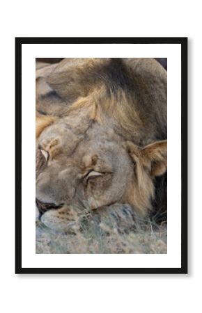 King of the jungle sleeping