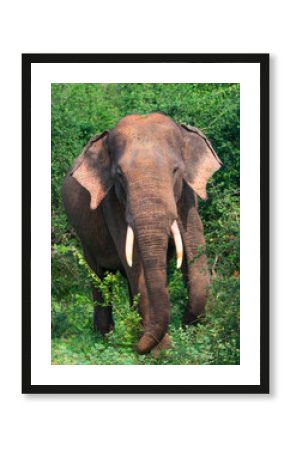 elephant in the wild