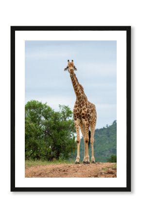 Graceful Giraffe in Kruger National Park’s Vast Plains