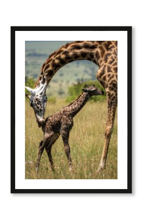 Mother Giraffe cleans her newborn calf