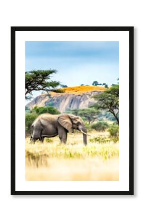 African elephant grazing in savanna grassland, rocky hill background, wildlife safari tourism