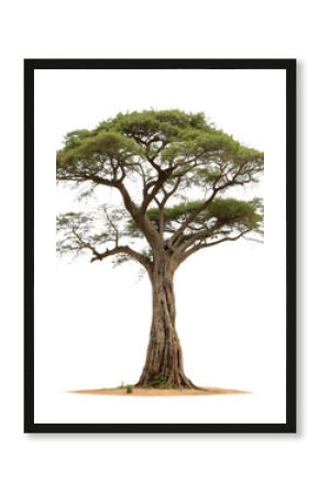 African Tree Isolated on White Background   Transparent PNG, Nature, Safari Stock Photo