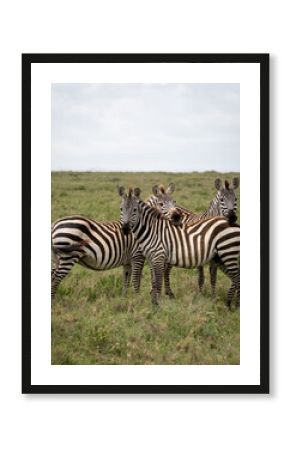 Three Zebras Cuddling in Ngorongoro Crater, Tanzania