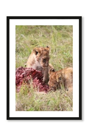 Lionceaux en train de manger - Kenya