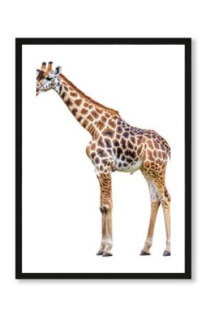 Isolated Full-Length Giraffe with Elegant Spots