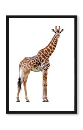 Isolated Standing Giraffe with Classic Spot Pattern