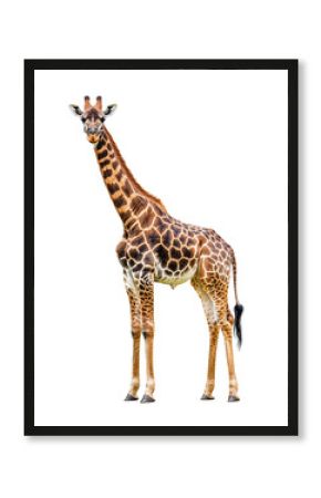 Isolated Giraffe Posing with Beautiful Markings