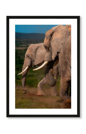 Elephants in wildlife reserve