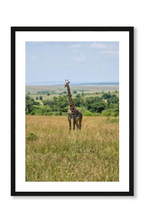 giraffe in the savannah