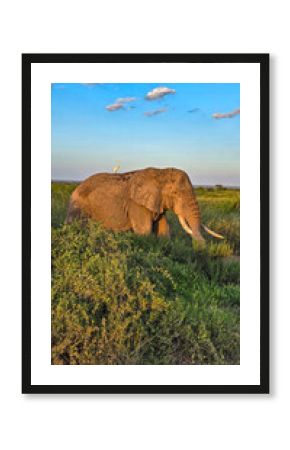 Elephant in safari