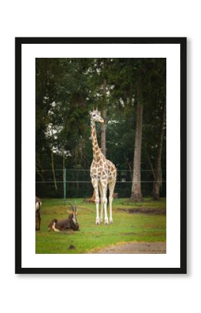 The giraffe walking around its enclosure on safari. Free-roaming animals in the safari park. 