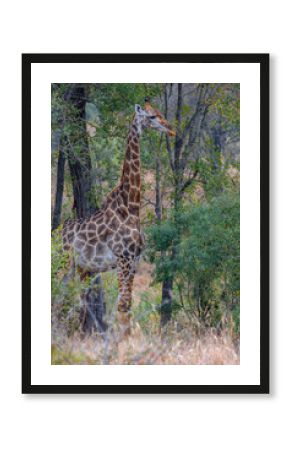 South Africa, giraffe