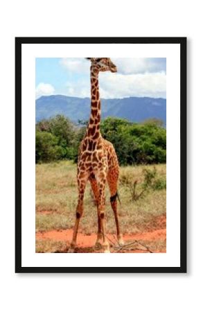giraffe in the savannah