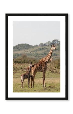 Girafe