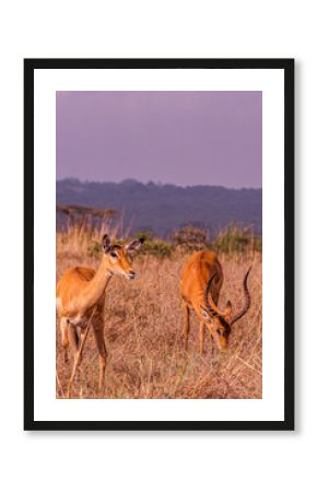 impala in the savannah