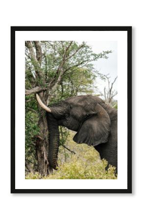 An African elephant scratches its trunk on a tree stem, safari in Africa