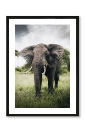 View of a majestic elephant herd in a scenic grassland with trees under a clear sky, Manyara, Arusha, Tanzania.