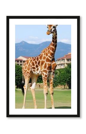 Giraffe in resort grassland.