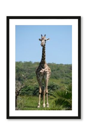 Giraffe in Arusha National Park, Tanzania