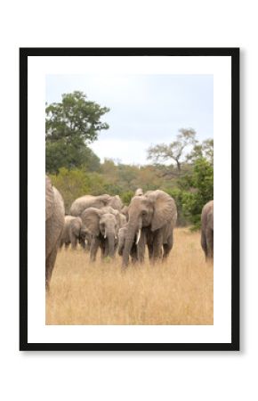 An elephant herd, Loxodonta africana, walking together.
