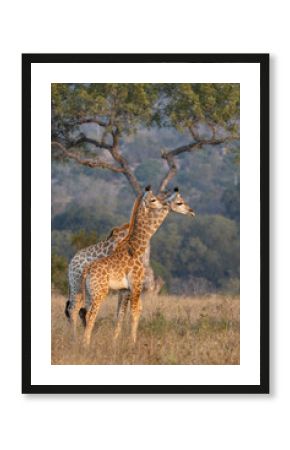 Young giraffes, Giraffa camelopardalis.