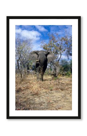 African elephant threatening 