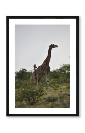 giraffe in the savannah