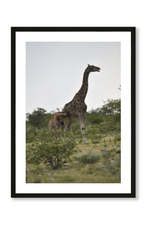 giraffe in the savannah