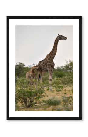 Giraffe in wild savanna , Africa