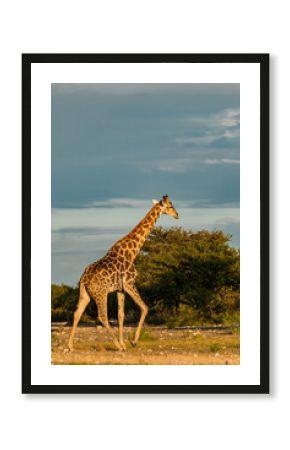 wild giraffe in savanna , Africa