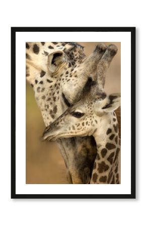 Giraffe cuddles,
