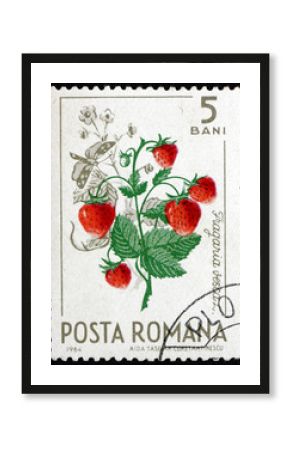 Postage stamp Romania 1964 Wild Strawberries, Fragaria Vesca