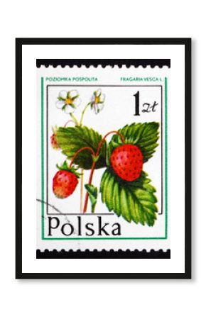 Postage stamp Poland 1977 Wild Strawberry, Forest Fruit