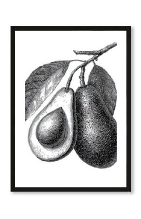 Vintage Avocado Engraving. Hand-Drawn Illustration with Leaf and Tree Elements on a White Background